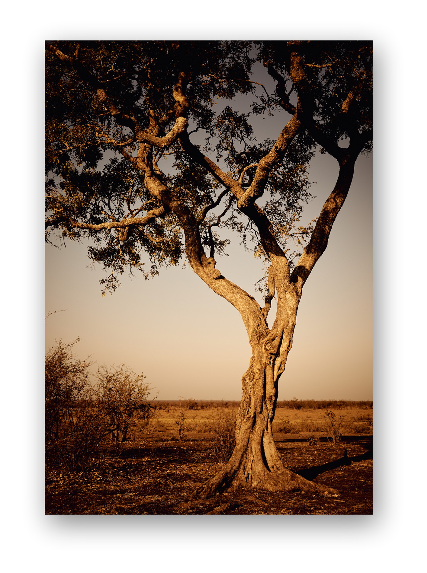 The last warm sunlight falls on this bush veld tree creating a quiet inviting tone that's all the more captivating for its utter lack of pretence.