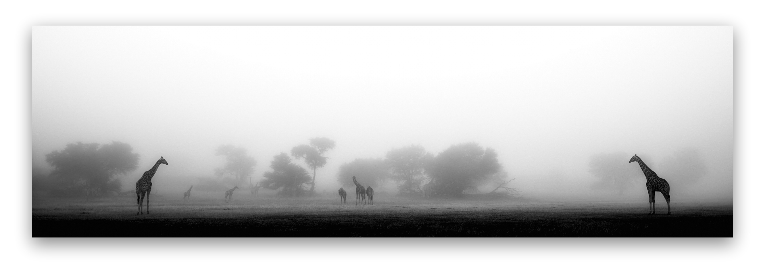 Giraffes in the mist - a reminder of home