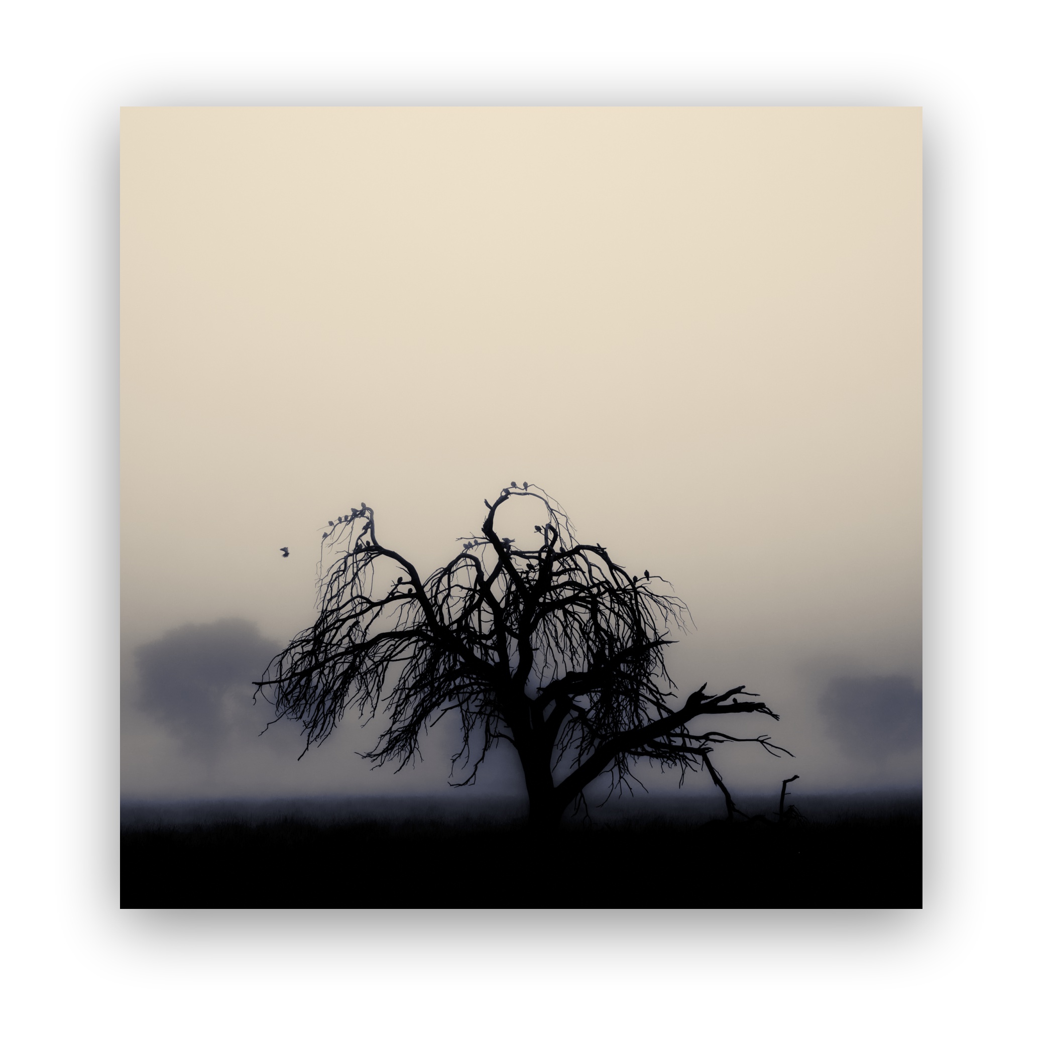 A soft misty morning creates a serene backdrop to the silhouetted kalahari tree filled with birds huddled together to keep warm